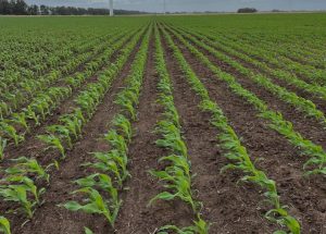 Claves para una siembra exitosa de maíz y girasol en Uruguay