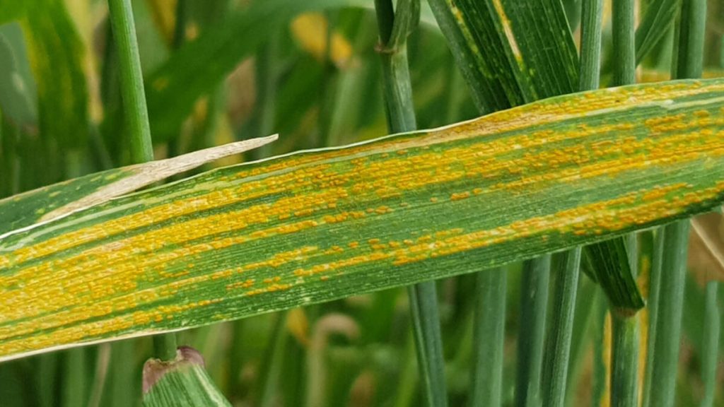 Sanidad de trigo y cebada: enfermedades y manejo sostenible de fungicidas