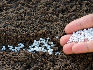 Urea azufrada: por qué crece la demanda y cómo aprovechar sus ventajas